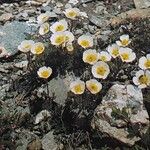 Ranunculus glacialis Flower