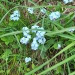 Myosotis alpestris Květ