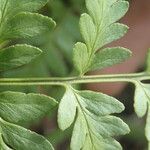 Dryopteris athamantica Leaf