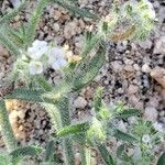 Cryptantha clevelandii Flower