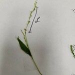 Persicaria hydropiper Květ