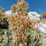 Euphorbia characiasFruit