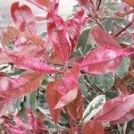 Photinia fraseri Blad