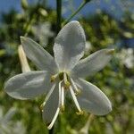 Anthericum ramosum 花