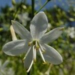 Anthericum ramosum Blüte