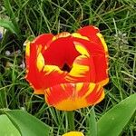 Tulipa agenensis Fiore