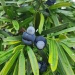 Podocarpus elatus Hedelmä