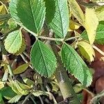Rosa inodora Leaf