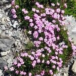 Silene acaulis অভ্যাস