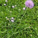 Knautia arvensis Habit