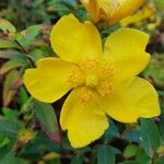 Hypericum perforatumFlor