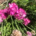 Armeria maritima Blüte
