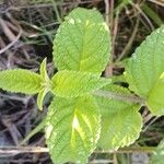 Lantana trifolia Blatt