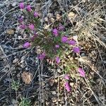 Centaurium scilloides Лист