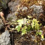 Asplenium aethiopicum Levél