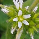 Cerastium glomeratum Fiore