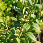 Buxus sempervirensLeaf