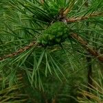 Pinus virginiana 果実
