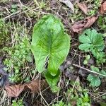 Arum maculatum Foglia