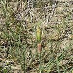 Typha minima Blodyn