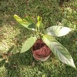 Cola acuminata Лист
