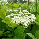 Peucedanum ostruthium Flower