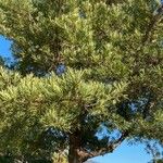 Podocarpus falcatus List