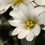 Cerastium tomentosum Flor