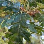 Quercus garryana Hoja