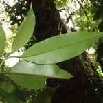 Calophyllum brasiliense Blatt