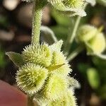 Pardoglossum cheirifolium Flower