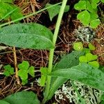 Pulmonaria australis Bark