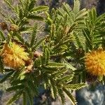 Vachellia farnesiana Цветок