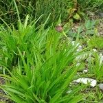 Commelina dianthifolia Агульны выгляд