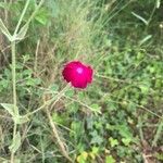 Silene coronariaFlower