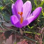 Crocus neapolitanus Λουλούδι