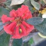 Rhododendron apoanum Flower