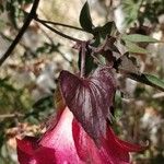 Gossypium arboreum Blomst