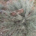 Limonium caesium Hoja