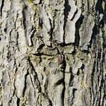 Gymnocladus dioicus Bark