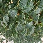 Millingtonia hortensis Hoja