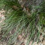 Festuca heterophylla برگ