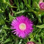 Carpobrotus deliciosus Flor