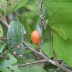 Celtis mildbraedii Frucht
