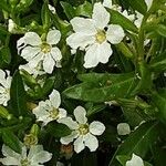 Cuphea hyssopifolia Flower