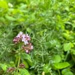 Origanum vulgareFlors