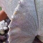 Astrophytum myriostigma 树皮