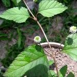 Phyla scaberrima Hoja