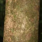 Himatanthus bracteatus Bark
