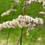 Solidago gigantea Fruit